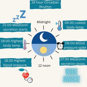 Diagram of Circadian Rhythm showing peaks and troughs of melatonin levels