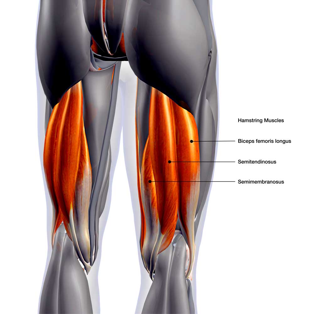 PULLED HAMSTRING? Torn hamstring common injury advice