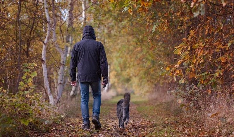 Photo of dog walking in the woods Cheltenham