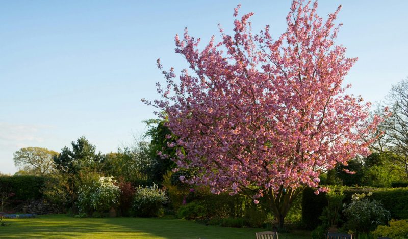 Back pain in the garden