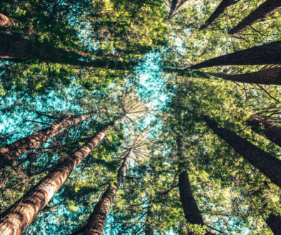 photo taken from the ground looking up to the sky, in a circle of pine trees with a green canopy. A blue sky is just visible between the branches