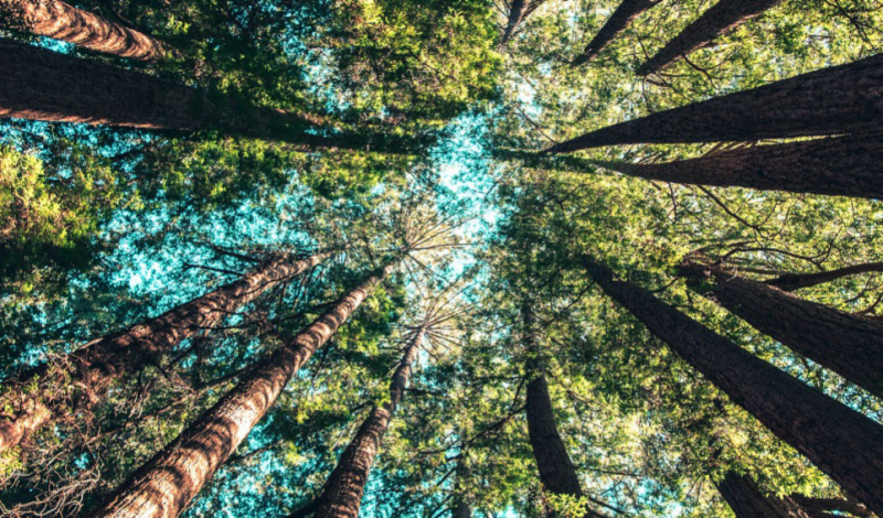 photo taken from the ground looking up to the sky, in a circle of pine trees with a green canopy. A blue sky is just visible between the branches