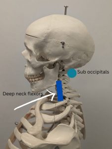 Image of a model skeleton with the muscles labelled