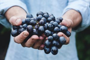 A person in a blue jumper holds a large bunch of red grapes