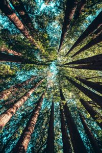 photo taken from the ground looking up to the sky, in a circle of pine trees with a green canopy. A blue sky is just visible between the branches