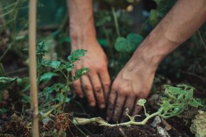 a white person's hands get dirty in the garden, digging a hole in soil