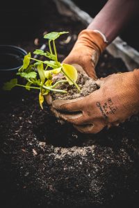 a pair of hands in gardening gloves plant a plant into the soil