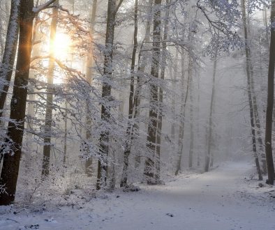 Winter Walks Cheltenham